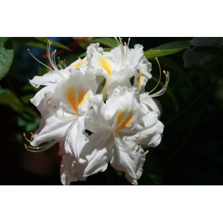 Azalia wielkokwiatowa "Schneegold"