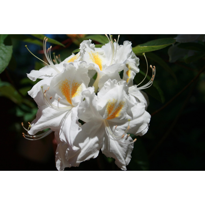 Azalia wielkokwiatowa "Schneegold"