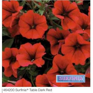 Surfinia® Pegasus® Table White