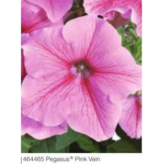 Surfinia® Pegasus® Pink Vein