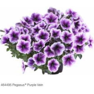 Surfinia® Pegasus® Purple Vein