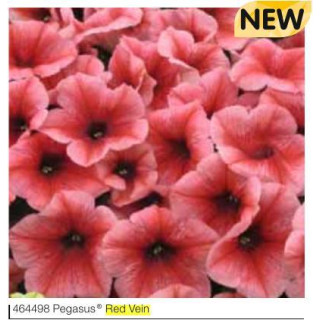 Surfinia® Pegasus® Red Vein