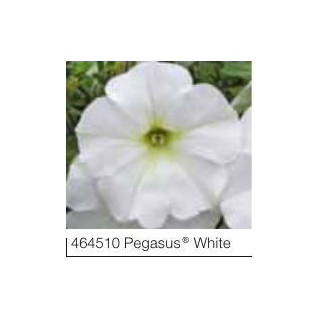 Surfinia® Pegasus® White