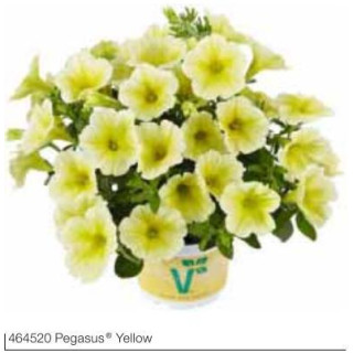 Surfinia® Pegasus® Yellow