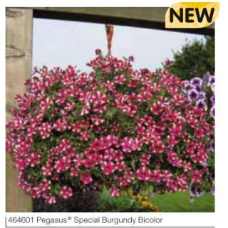 Surfinia® Pegasus® Special Burgundy Bicolor