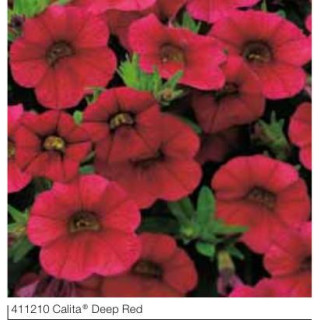 Milion dzwonków Calita® Deep Red