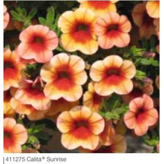 Milion dzwonków Calita® Sunrise