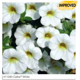 Milion dzwonków Calita® White