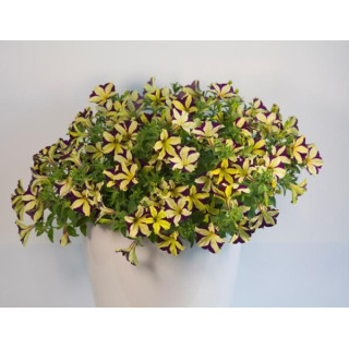 Petunia WFL® Crazytunia® Knight Rider