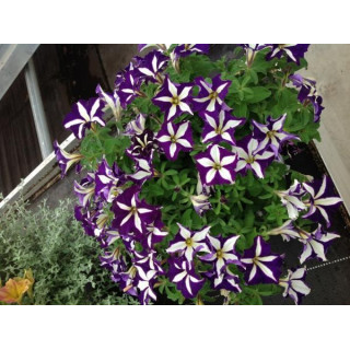 Petunia WFL® Crzazytunia Starligh Blue®