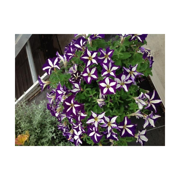 Petunia WFL® Crzazytunia Starligh Blue®