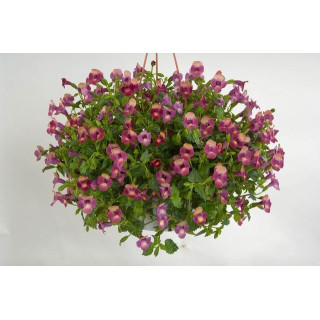 Torenia Magenta moon