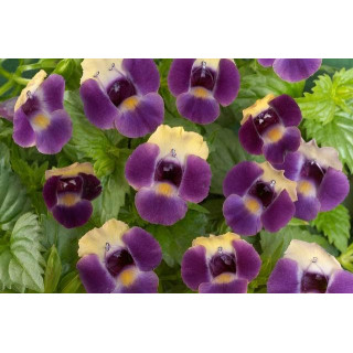 Torenia Velvet  Moon