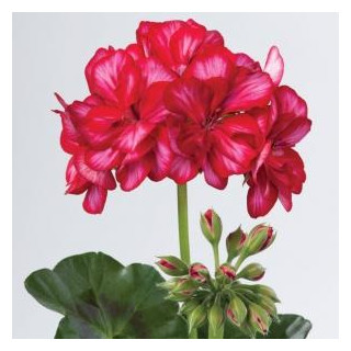 Pelargonia bluszczolistna zwisająca Toscana Chris