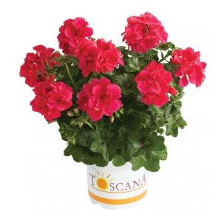 Pelargonia bluszczolistna zwisająca Toscana Josina