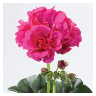 Pelargonia bluszczolistna zwisająca Toscana Malaika