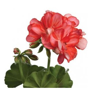 Pelargonia bluszczolistna zwisająca Toscana Okka