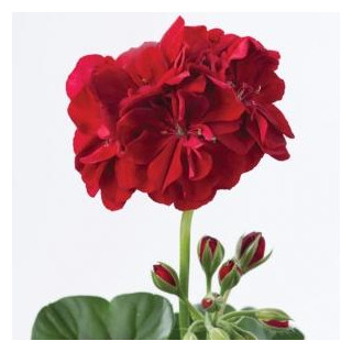 Pelargonia bluszczolistna zwisająca Toscana Ruben