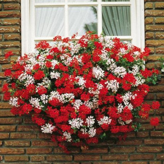 Pelargonia bluszczolistna zwisająca Ville de Paris Red