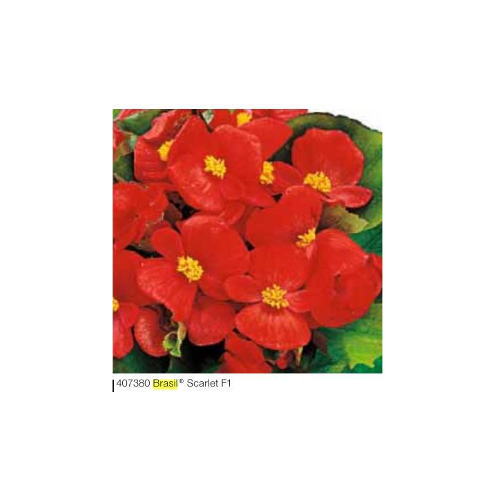 Begonia stale kwitnąca Brasil F1 Scarlet