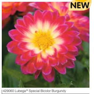 Dalia Lubega® Special Burgundy Bicolor