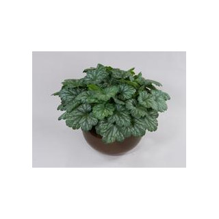 Żurawka Kira Evergreen Forest