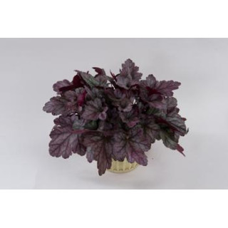 Żurawka Kira Purple Rain Forest