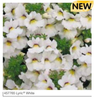 Nemezja Lyric® White