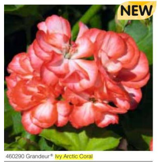 Pelargonia bluszczolistna zwisająca Grandeur® Ivy Arctic Coral