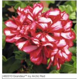 Pelargonia bluszczolistna zwisająca Grandeur® Ivy Arctic Red