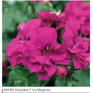 Pelargonia bluszczolistna zwisająca Grandeur® Ivy Magenta