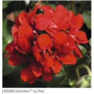 Pelargonia bluszczolistna zwisająca Grandeur® Ivy Red