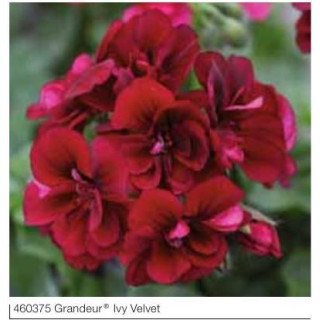 Pelargonia bluszczolistna zwisająca Grandeur® Ivy Vlelvet