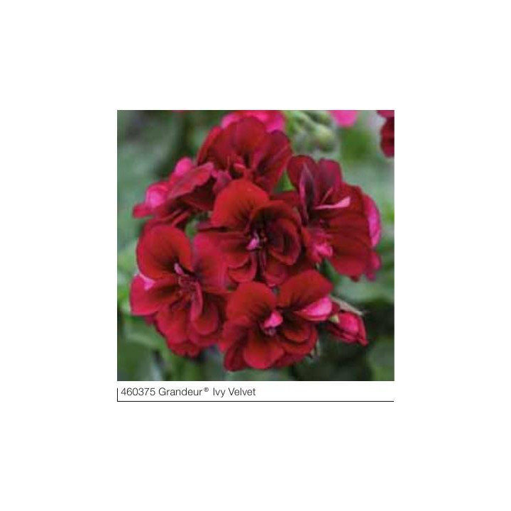 Pelargonia bluszczolistna zwisająca Grandeur® Ivy Vlelvet
