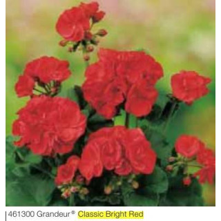 Pelargonia stojąca Grandeur® Classic Bright Red
