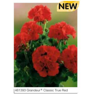 Pelargonia stojąca Grandeur® Classic True Red