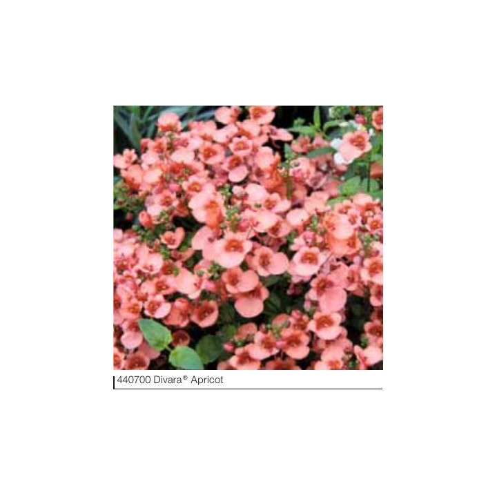 Diaskia Divara® Apricot