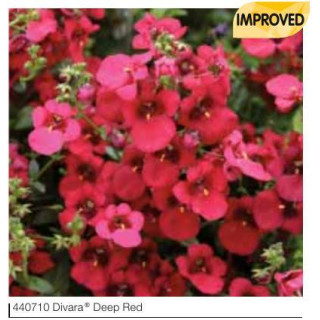 Diaskia Divara® Deep Red