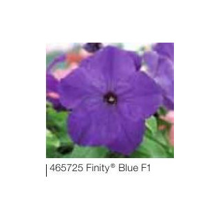 Petunia ogrodowa, rabatowa Finity® Blue