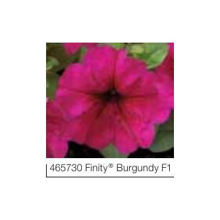 Petunia ogrodowa, rabatowa Finity® Bugundy