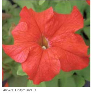 Petunia ogrodowa, rabatowa Finity® Red