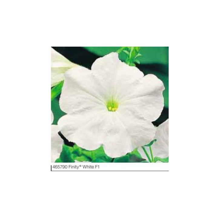 Petunia ogrodowa, rabatowa Finity® White