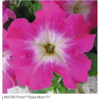 Petunia ogrodowa, rabatowa Finity® Morn
