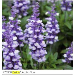 Szałwia omszona Farina® Arctic blue