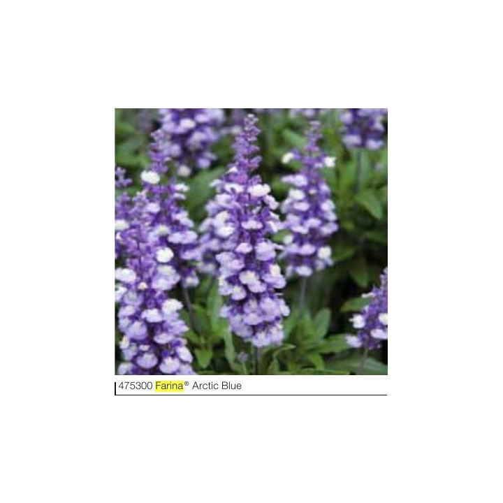 Szałwia omszona Farina® Arctic blue