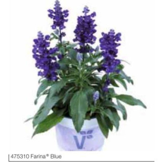 Szałwia omszona Farina® Blue