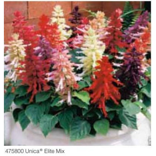 Szałwia błyszcząca Unica® Mix