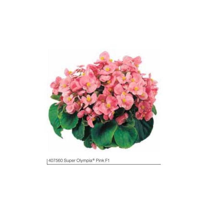 Begonia stale kwitnąca Super Olympia® Pink