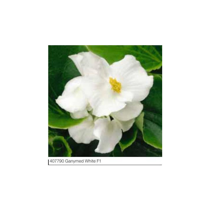 Begonia stale kwitnąca Super Olympia® White