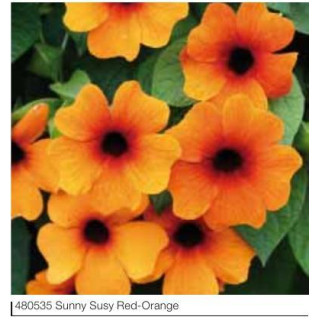 Tunbergia Sunny Susy Red-Orange